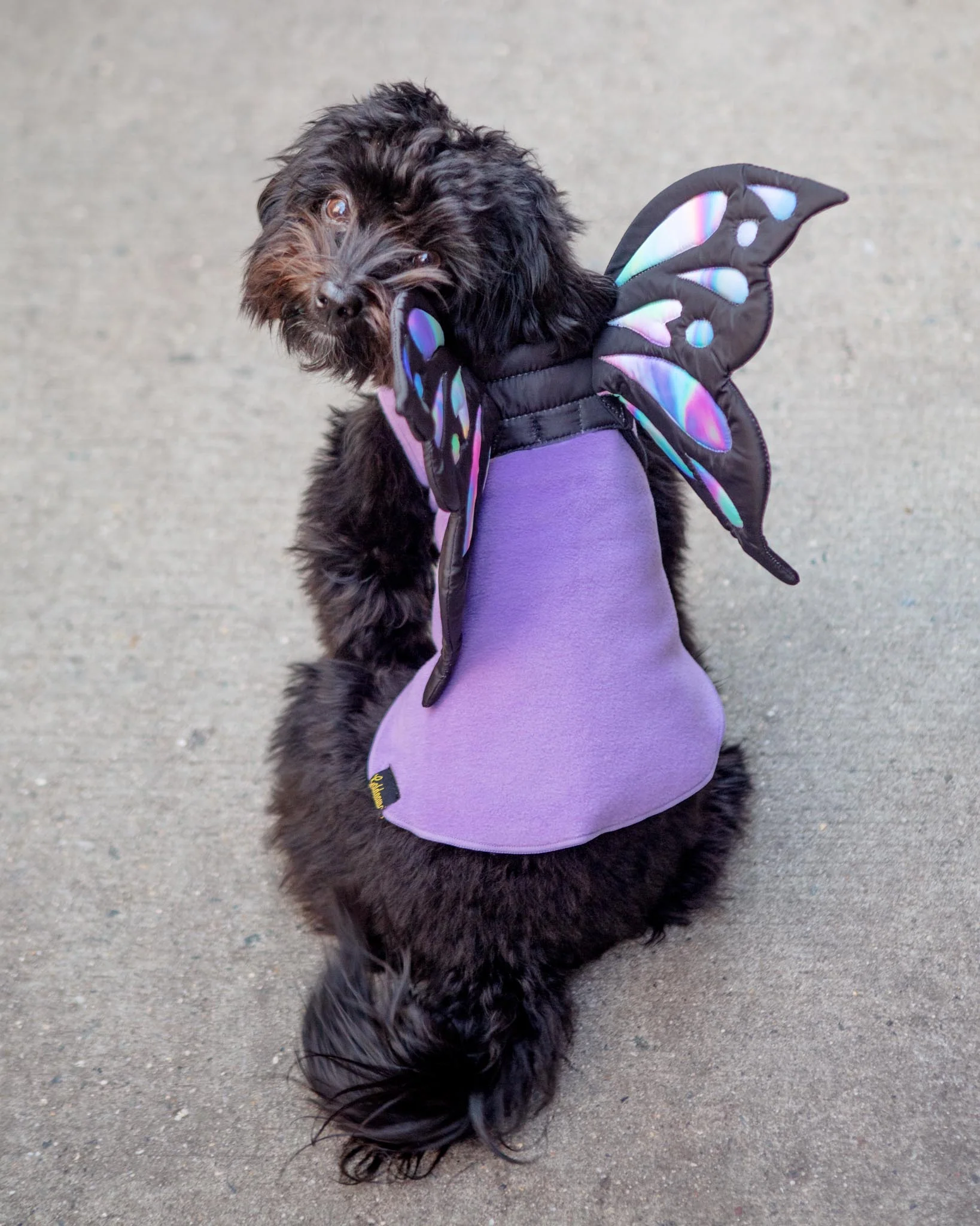 Adjustable Tie-On Butterfly Wings for Dogs - Image 7