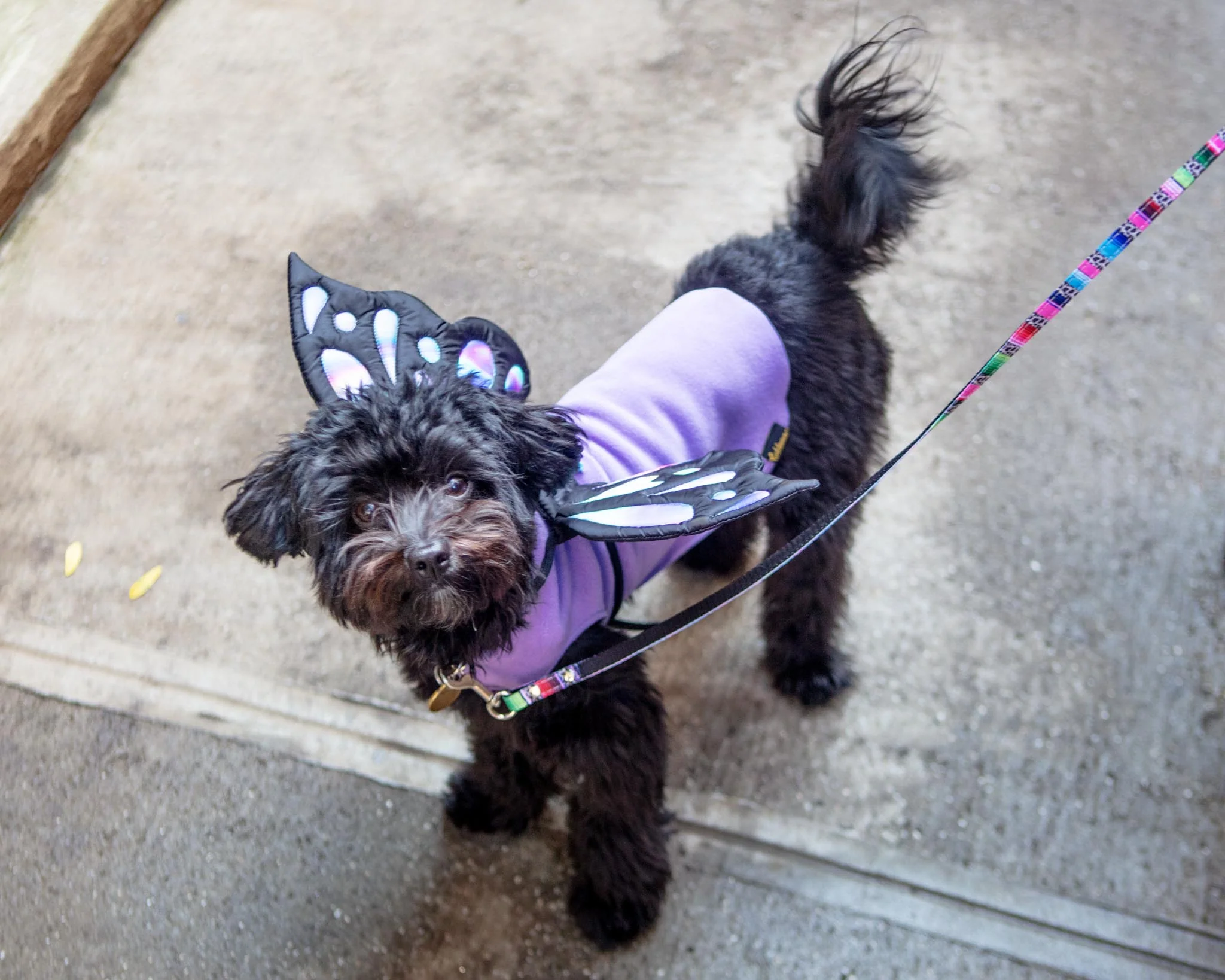 Adjustable Tie-On Butterfly Wings for Dogs - Image 8