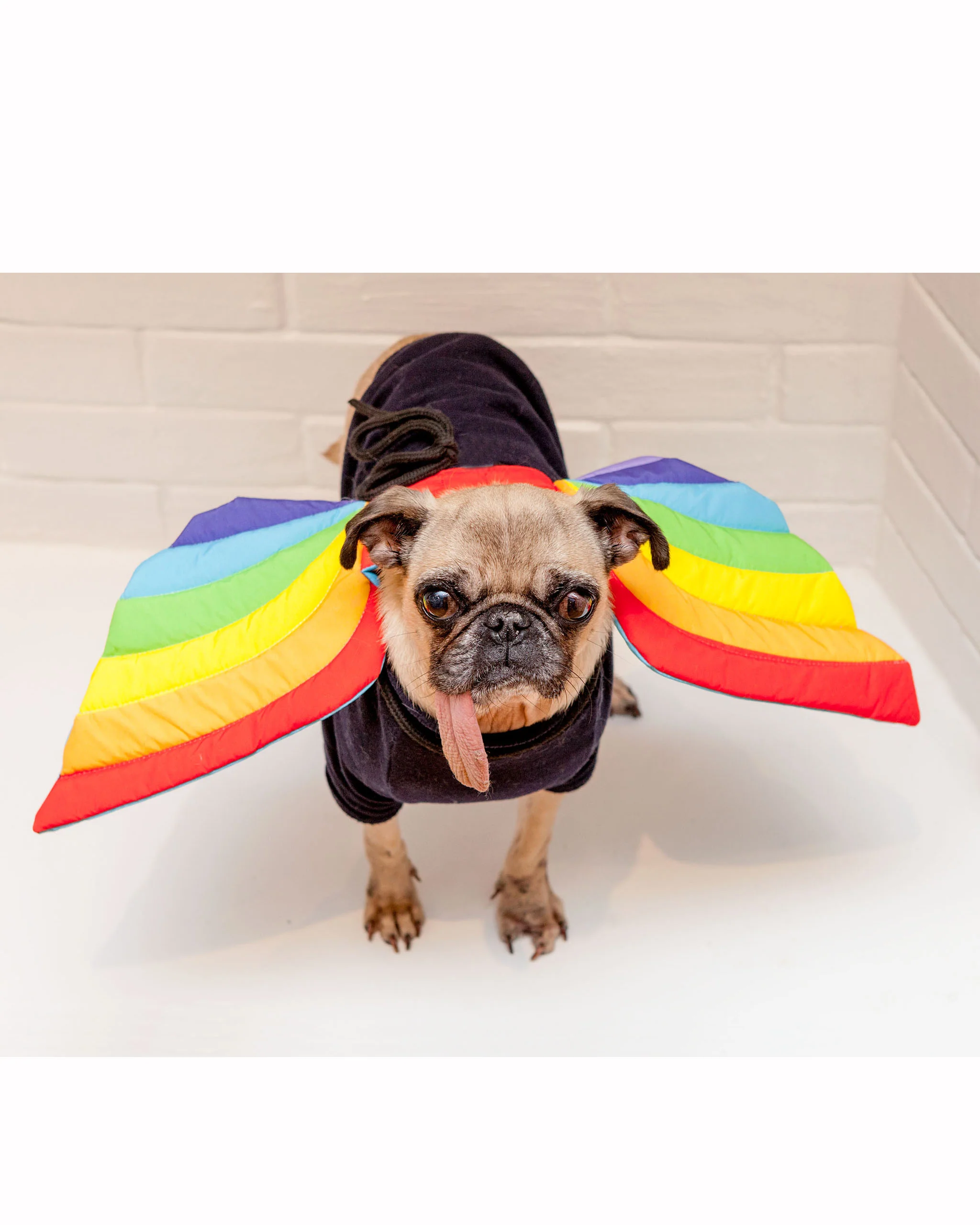 Adjustable Tie-On Rainbow Dog Wings - Image 2