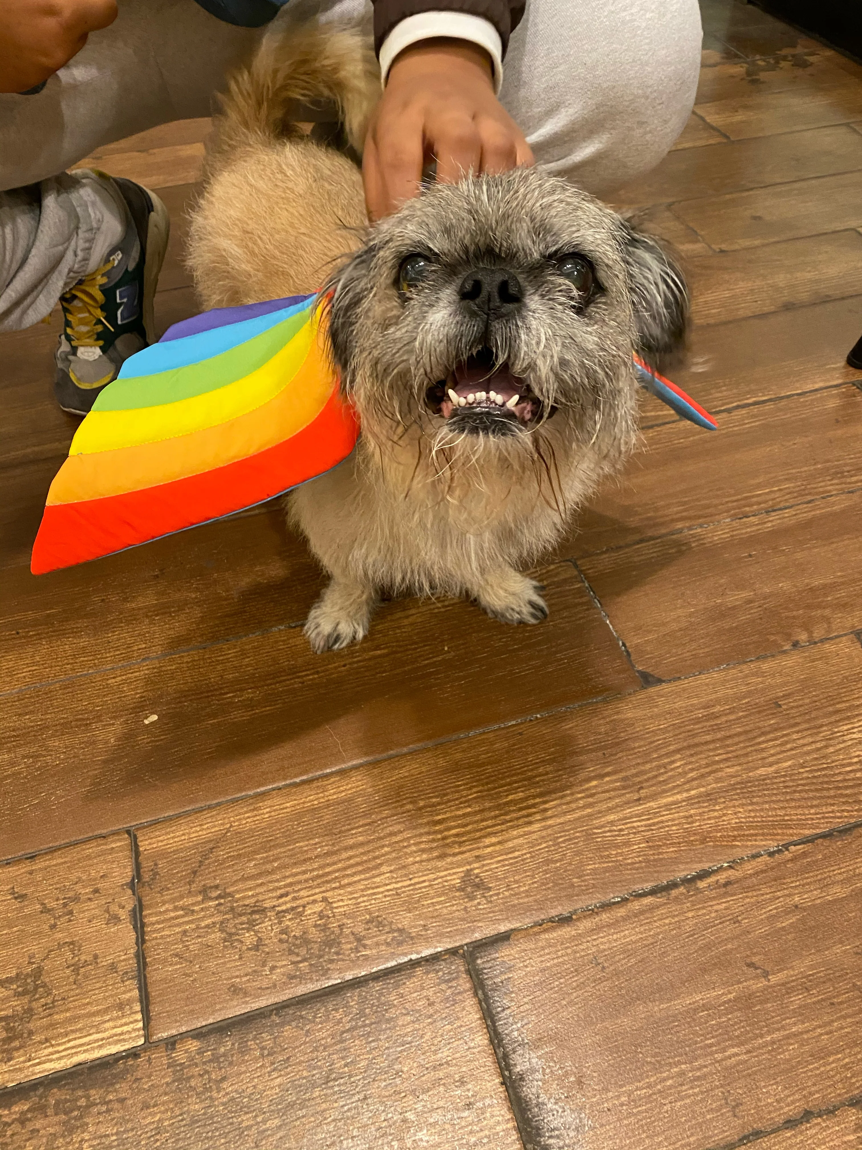 Adjustable Tie-On Rainbow Dog Wings - Image 3