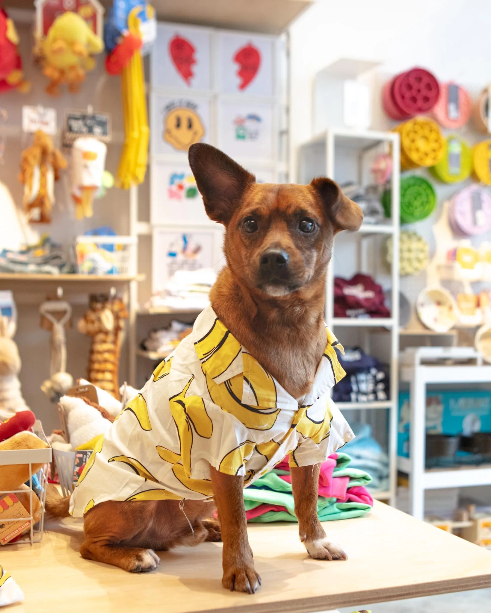 Banana Button Down Dog Shirt (FINAL SALE) - Image 5