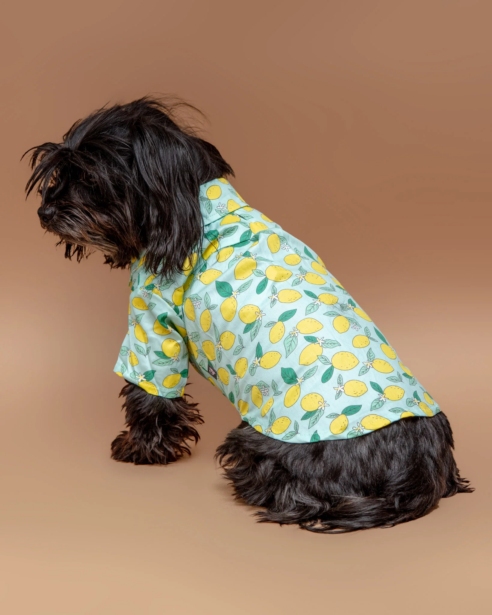 Blue Lemon Button Down Shirt for Dogs << FINAL SALE >> - Image 6