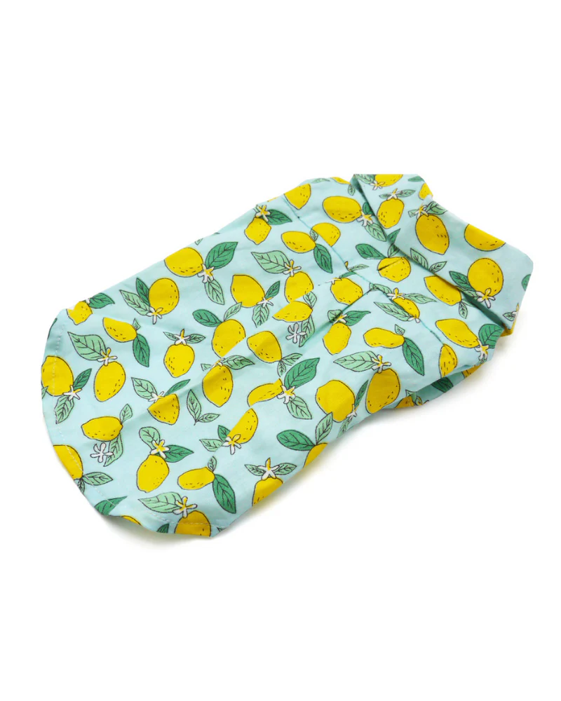 Blue Lemon Button Down Shirt for Dogs << FINAL SALE >> - Image 7
