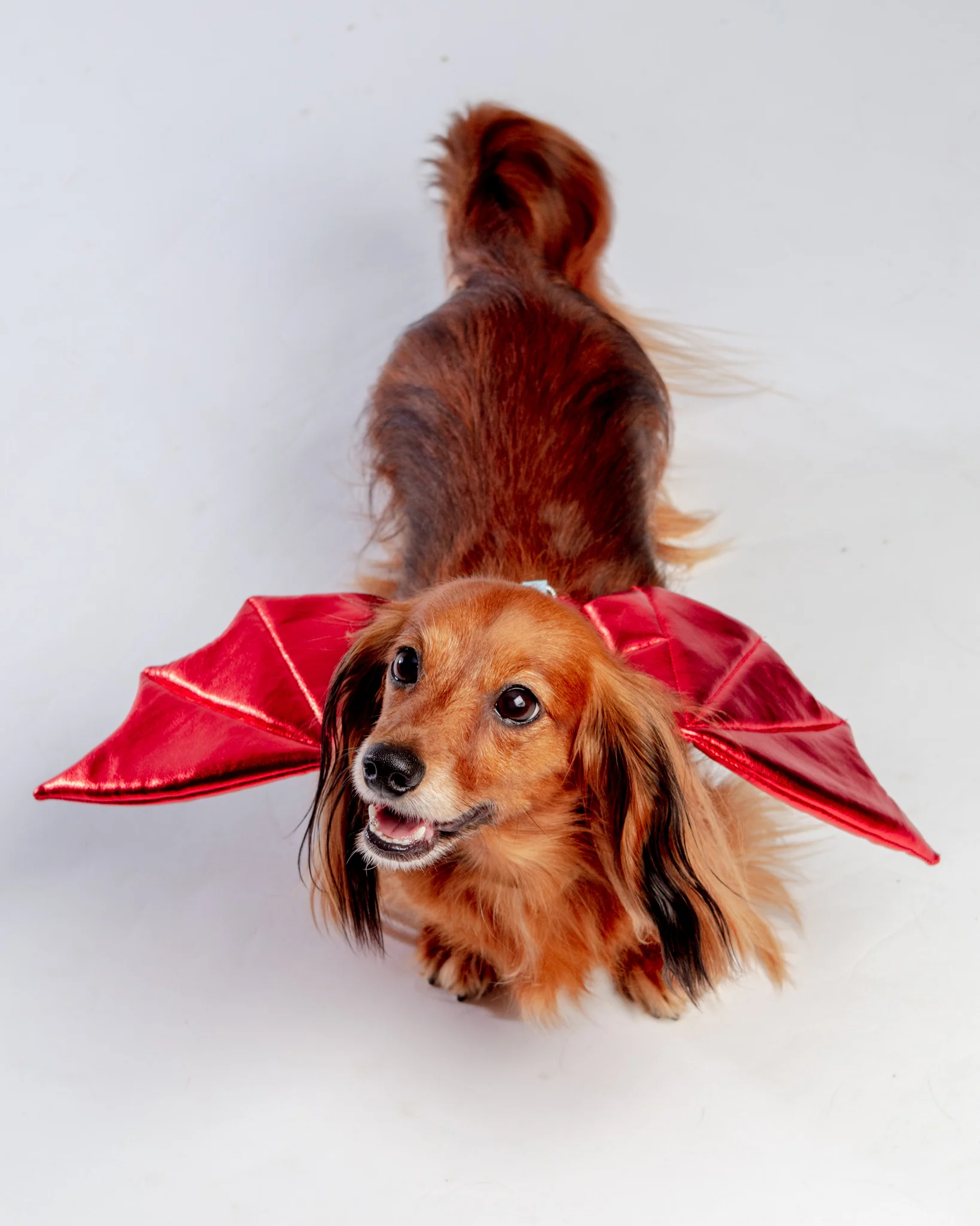 Adjustable Tie-On Dragon Howl-O-Ween Dog Wings in Red - Image 2