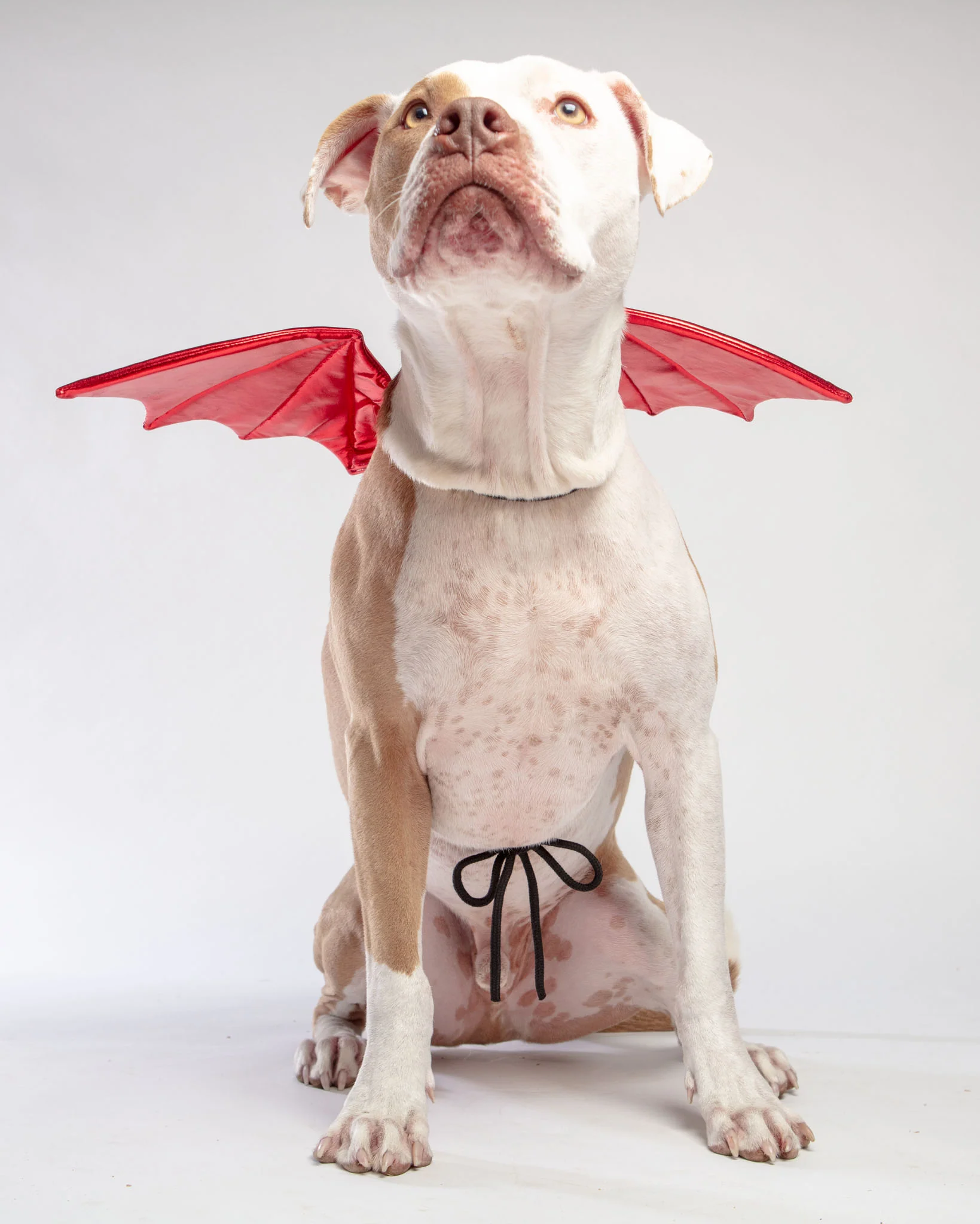 Adjustable Tie-On Dragon Howl-O-Ween Dog Wings in Red - Image 3