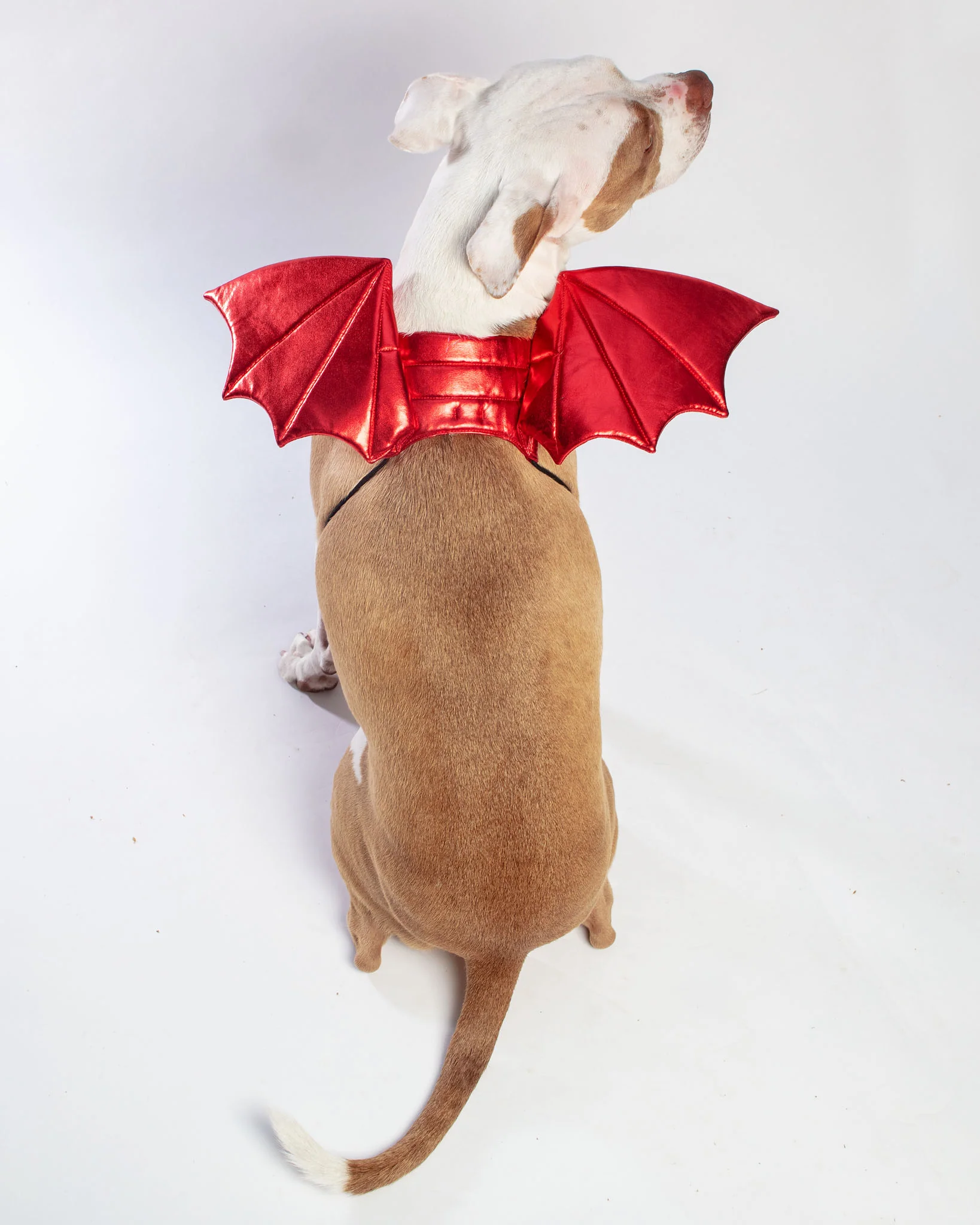 Adjustable Tie-On Dragon Howl-O-Ween Dog Wings in Red - Image 6