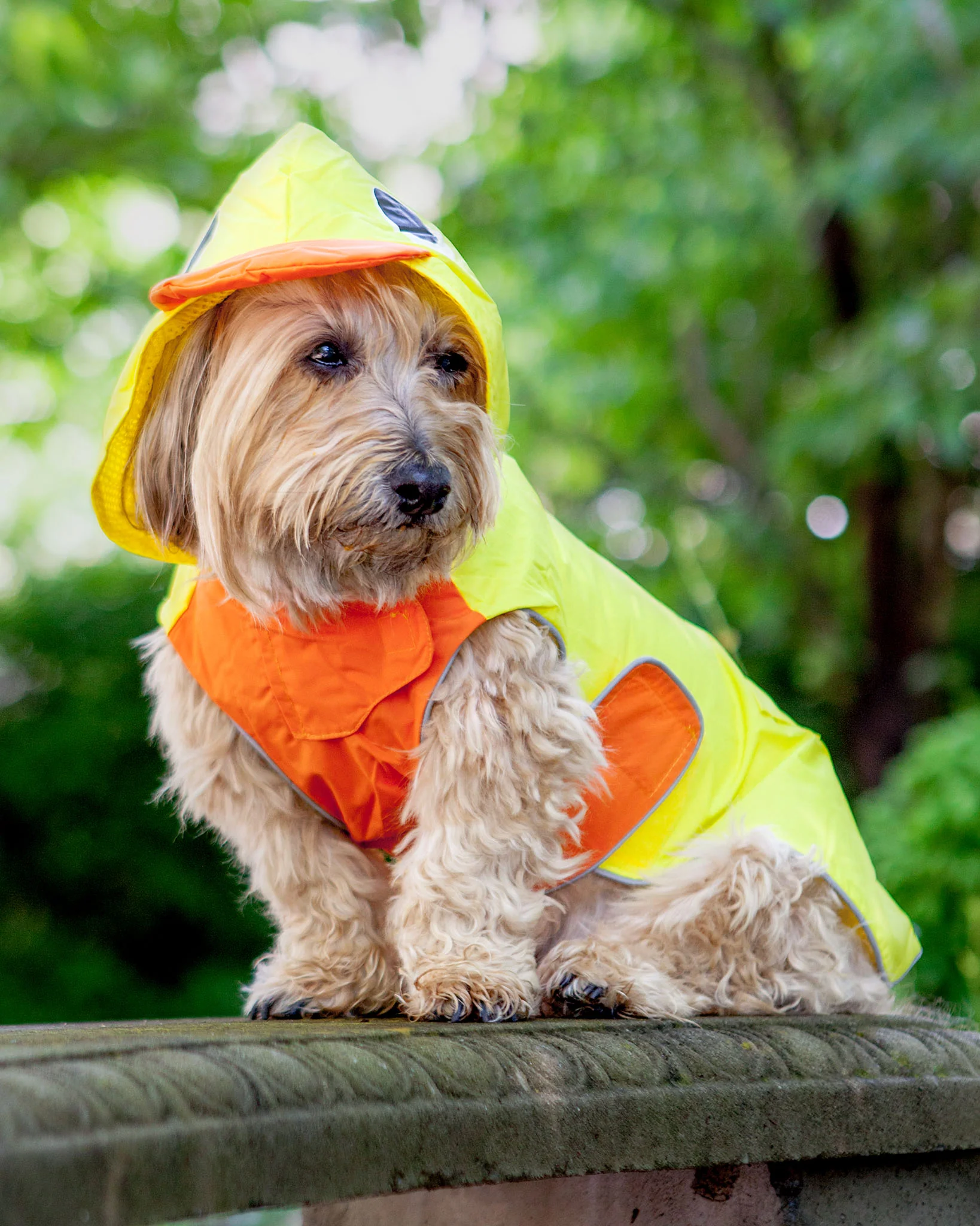 Duck Raincoat in Yellow - Image 2