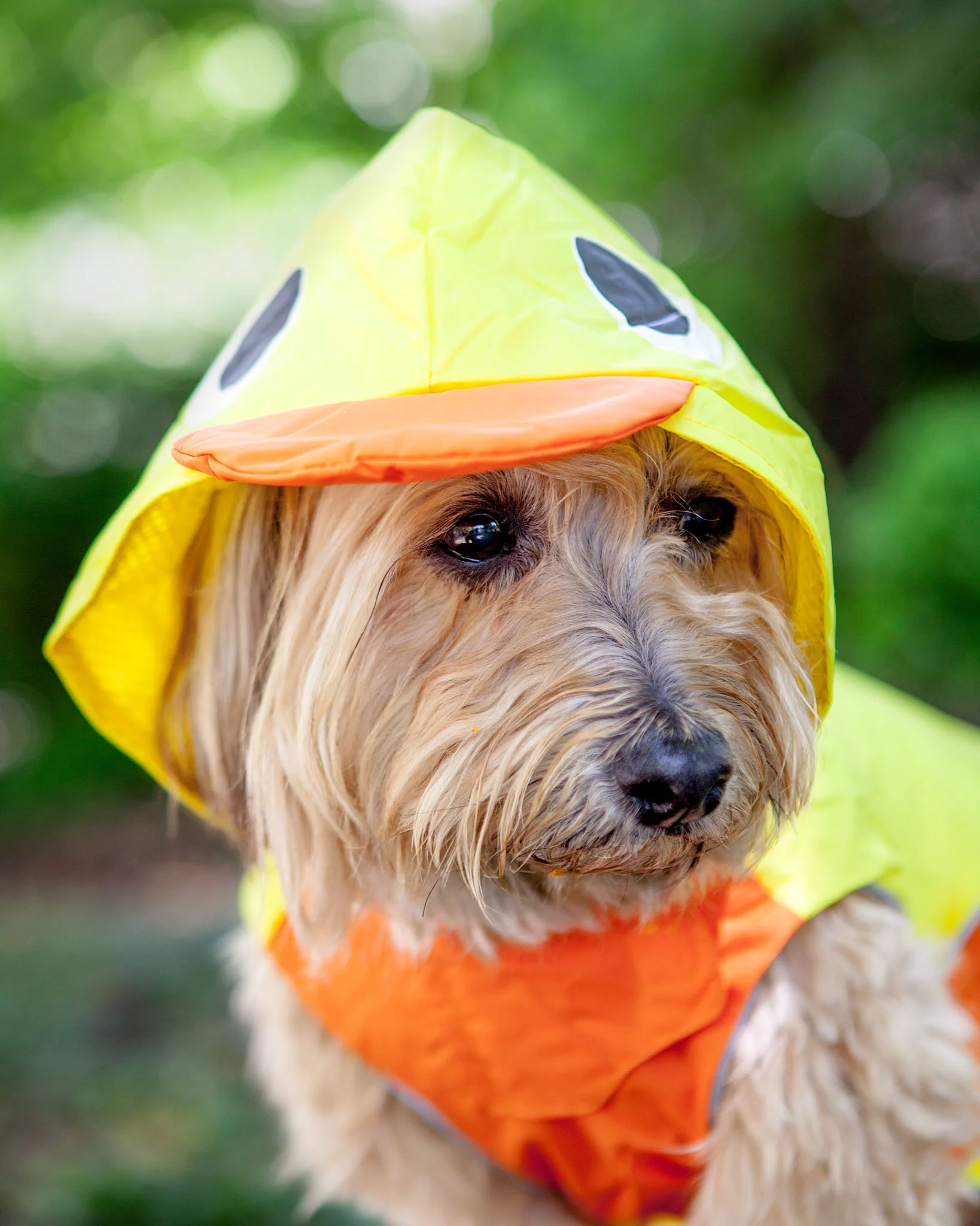 Duck Raincoat in Yellow - Image 3