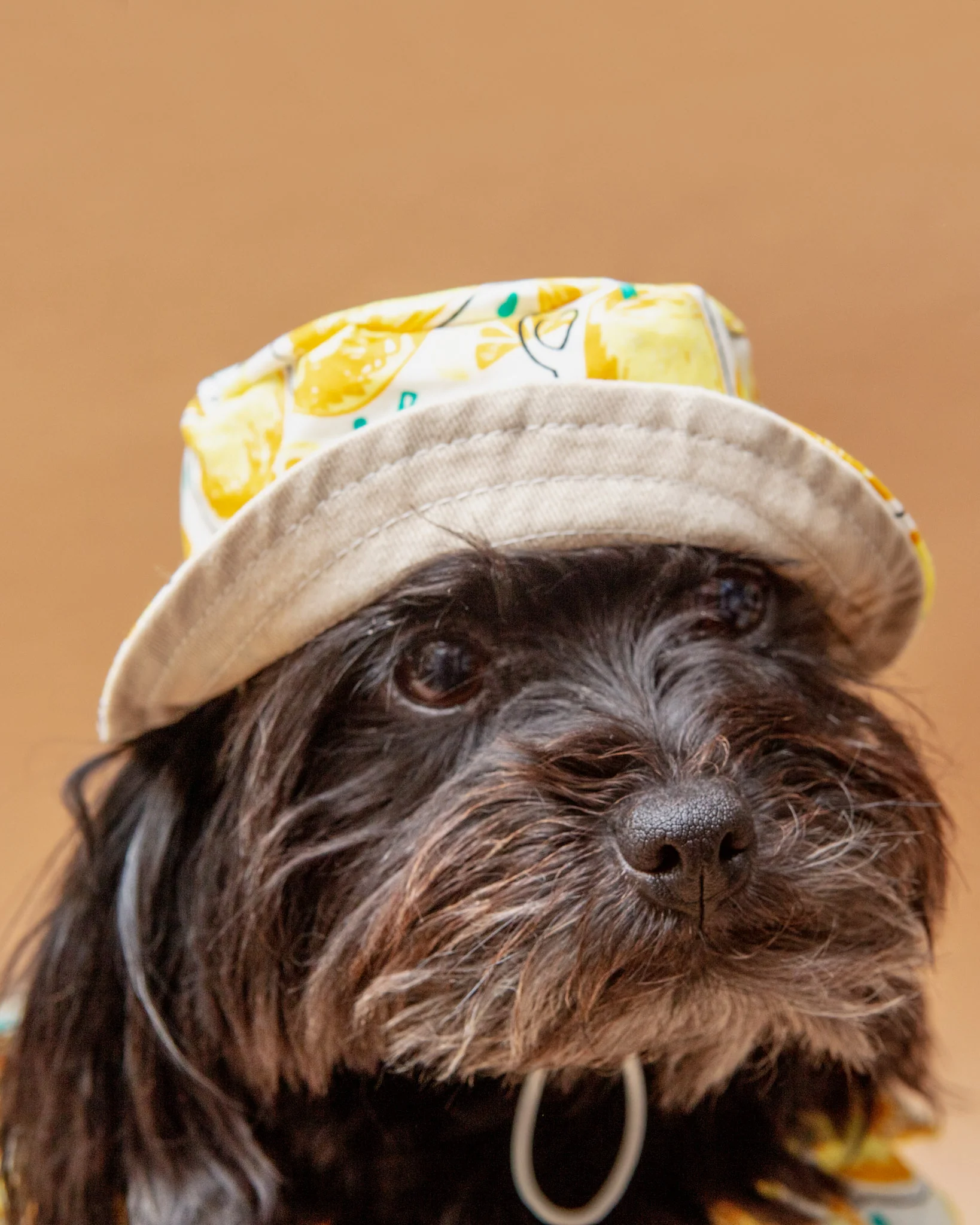 Lemonade Bucket Hat for Dogs << FINAL SALE >> - Image 5