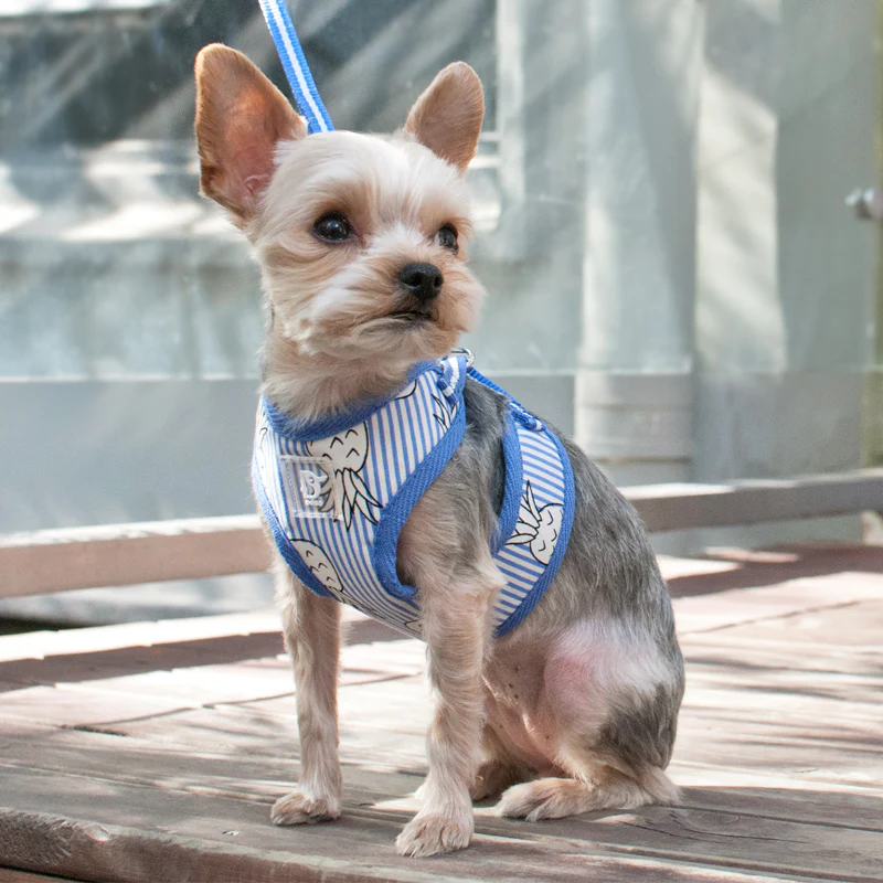 DOGO | Pineapple Harness in Blue - Image 6
