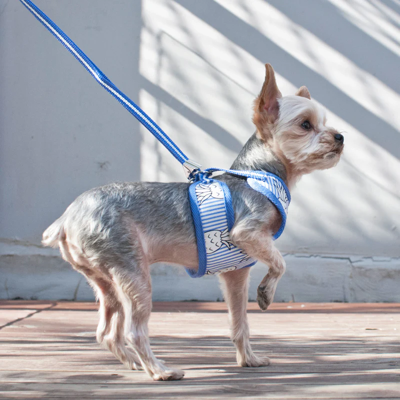 DOGO | Pineapple Harness in Blue - Image 7