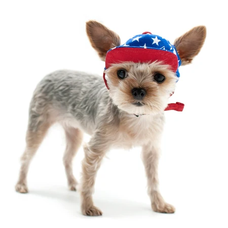 DOGO | Star Hat - Image 5