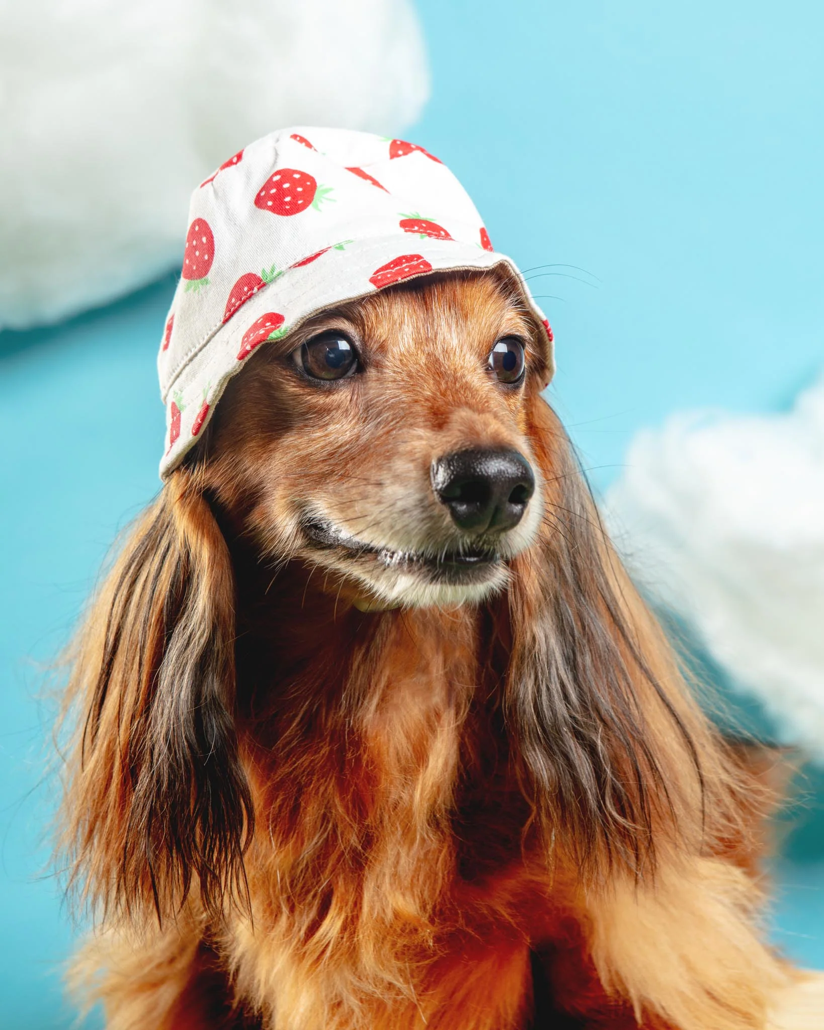 Strawberry Bucket Hat for Dogs - Image 4
