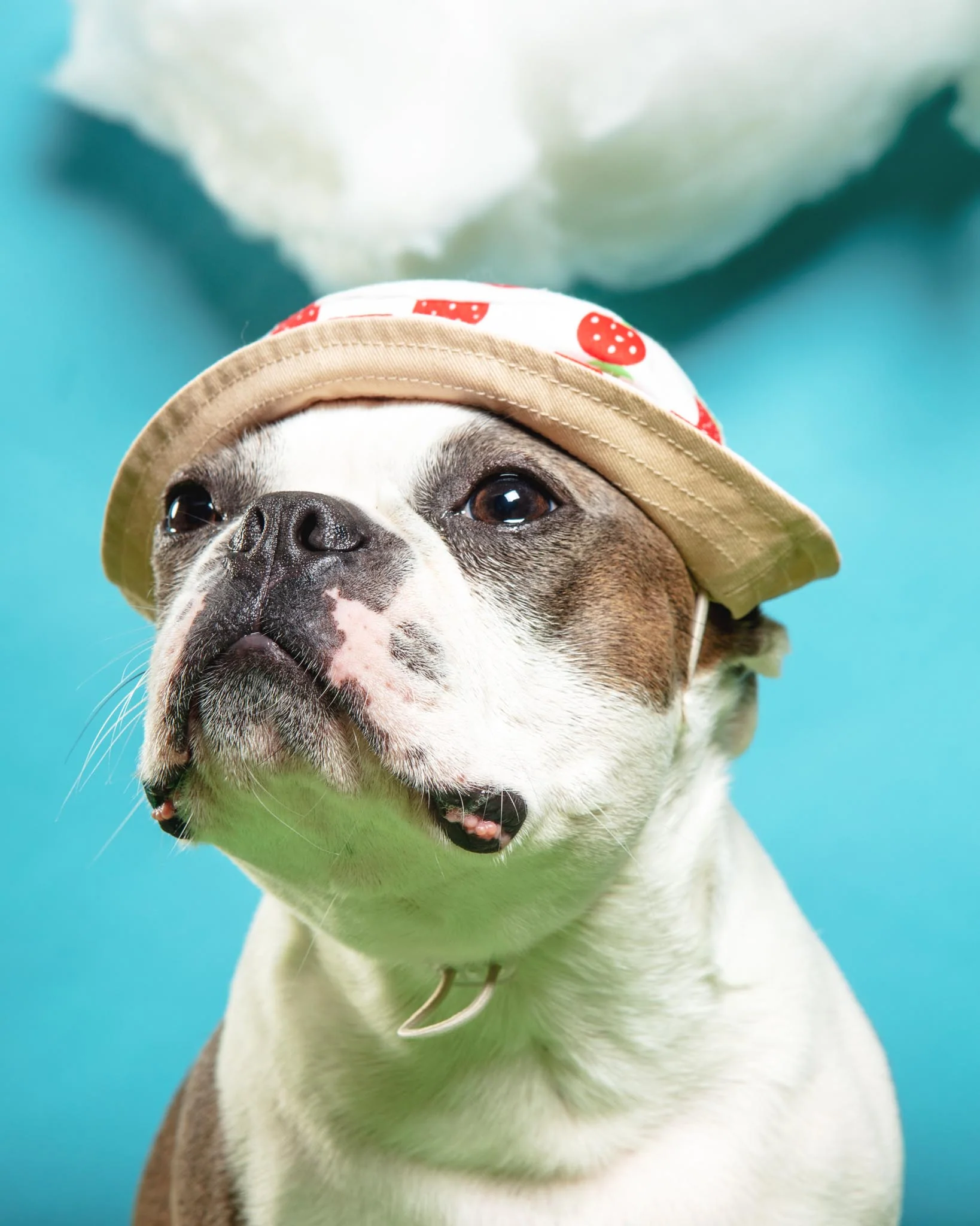 Strawberry Bucket Hat for Dogs - Image 5
