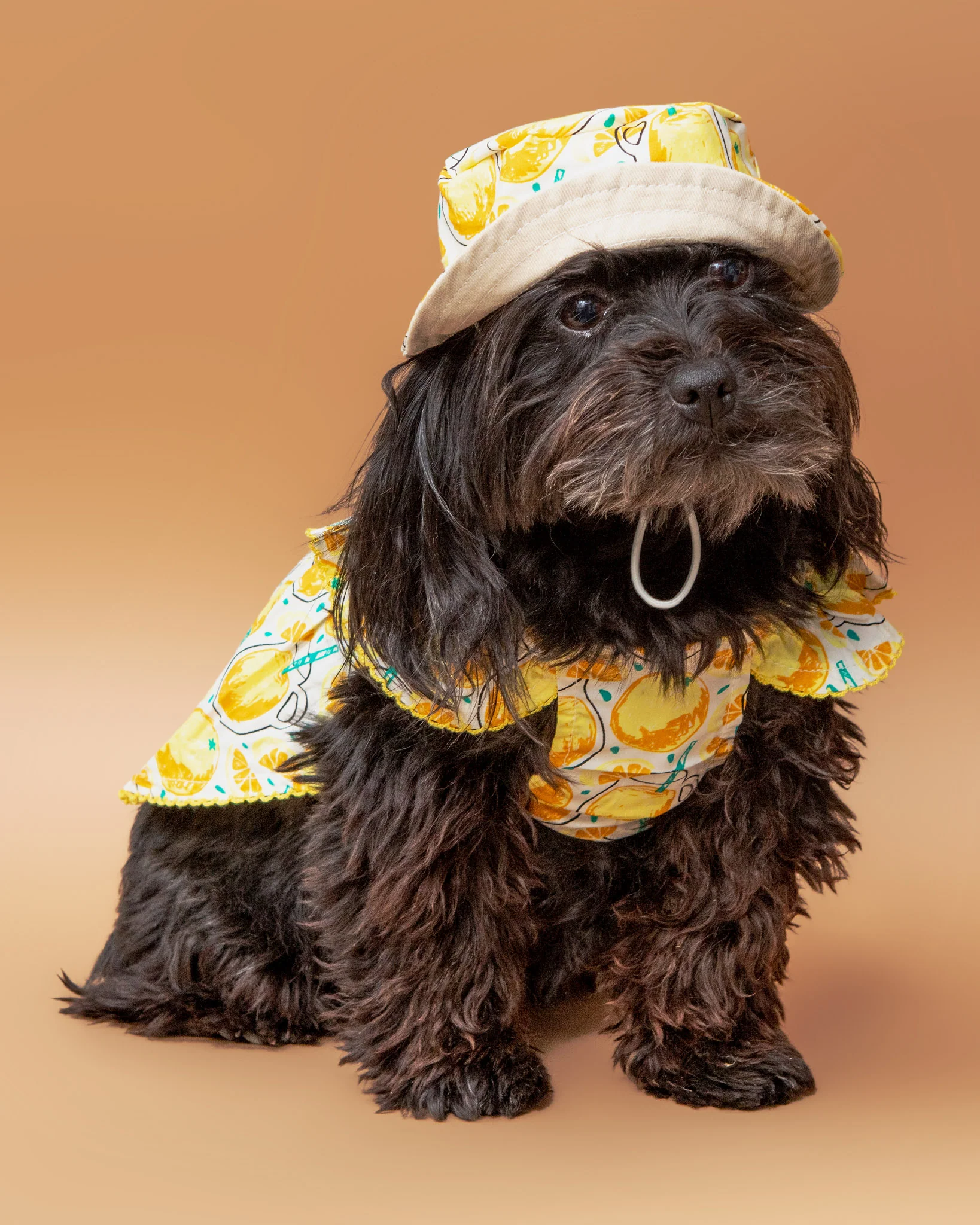 Sweet Lemonade Dress for Dogs << FINAL SALE >> - Image 6