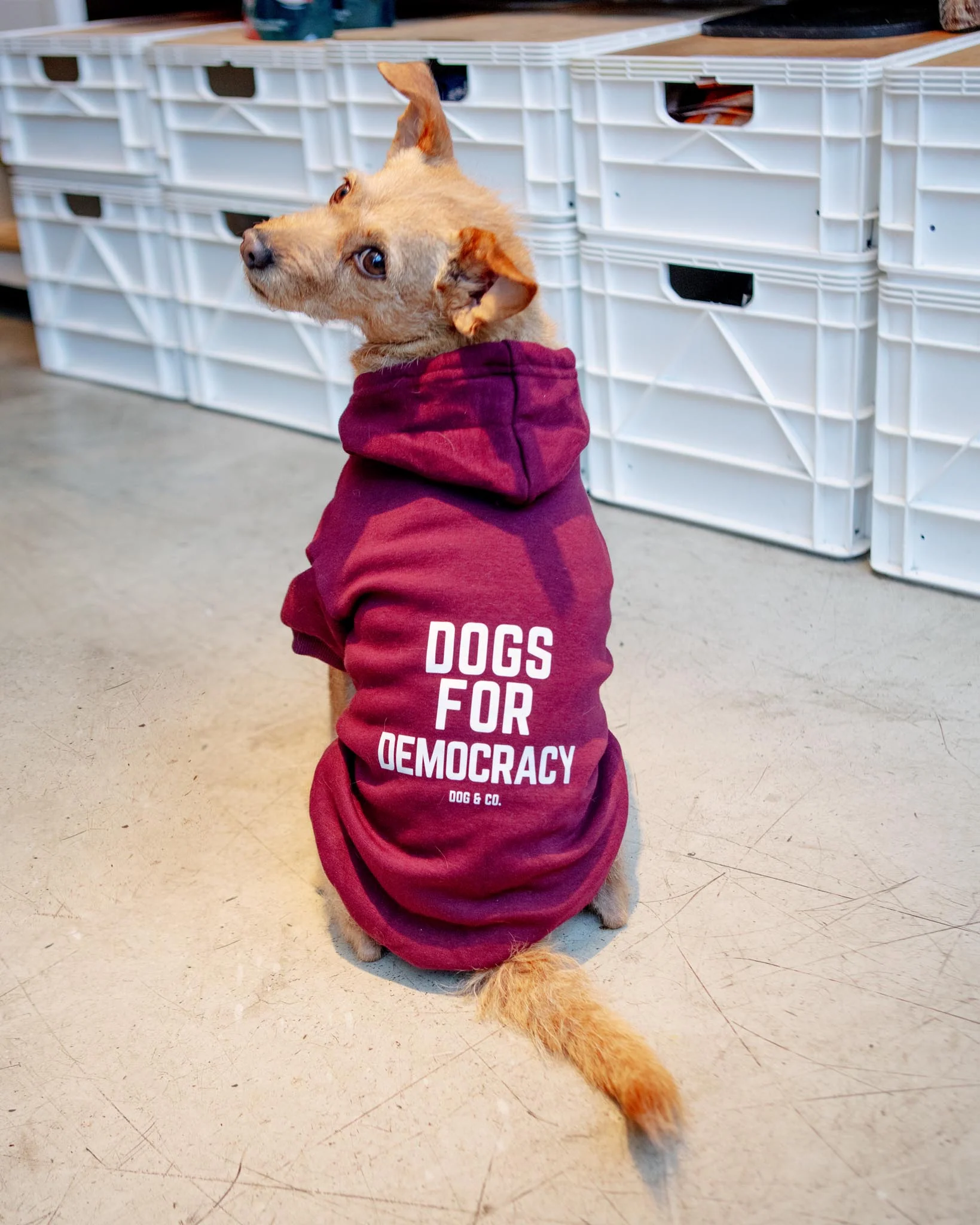 *Dogs for Democracy* Graphic Dog Hoodie (Proceeds Benefit the ACLU)