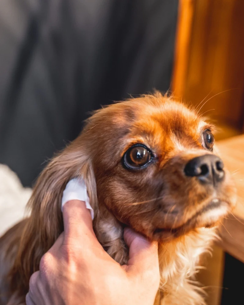 Ear Cleaning Finger Wipes for Dogs - Image 4