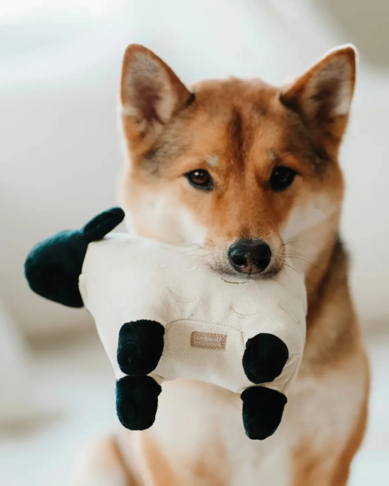 Dolly the Sheep Squeaky Plush Dog Toy - Image 2