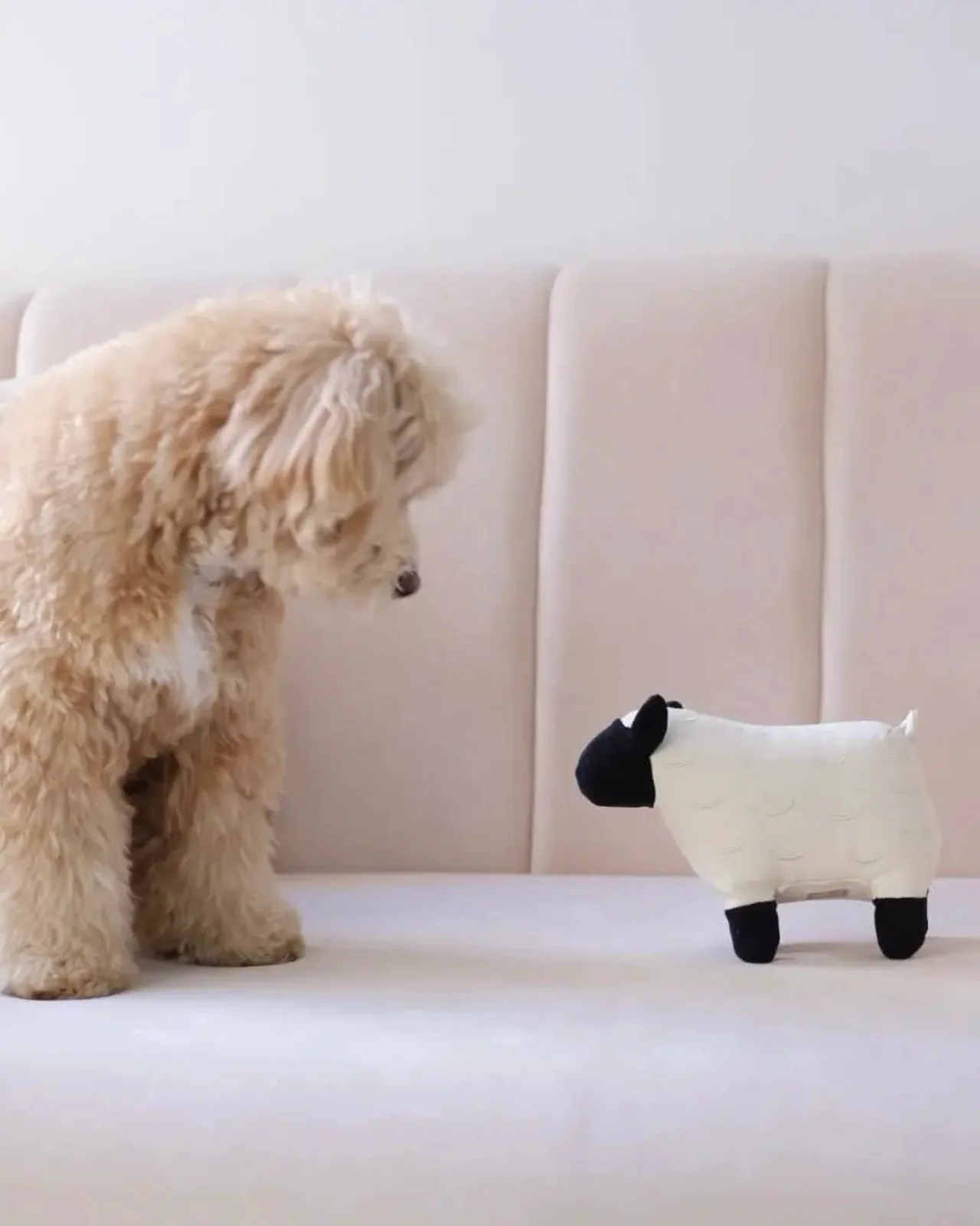 Dolly the Sheep Squeaky Plush Dog Toy - Image 5