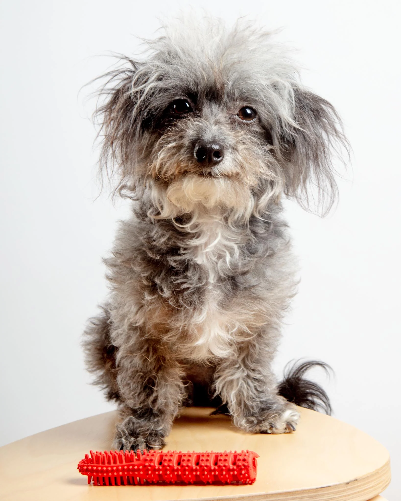 Dual Action Natural Rubber Toy Treatbrush for Dogs - Image 2