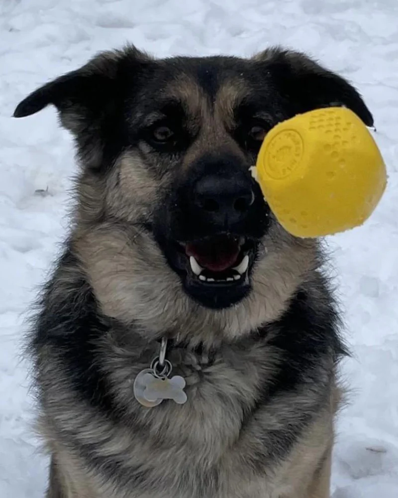 Durable Bouncy & Floating Hive Dog Ball (Made in the USA) (FINAL SALE) - Image 6