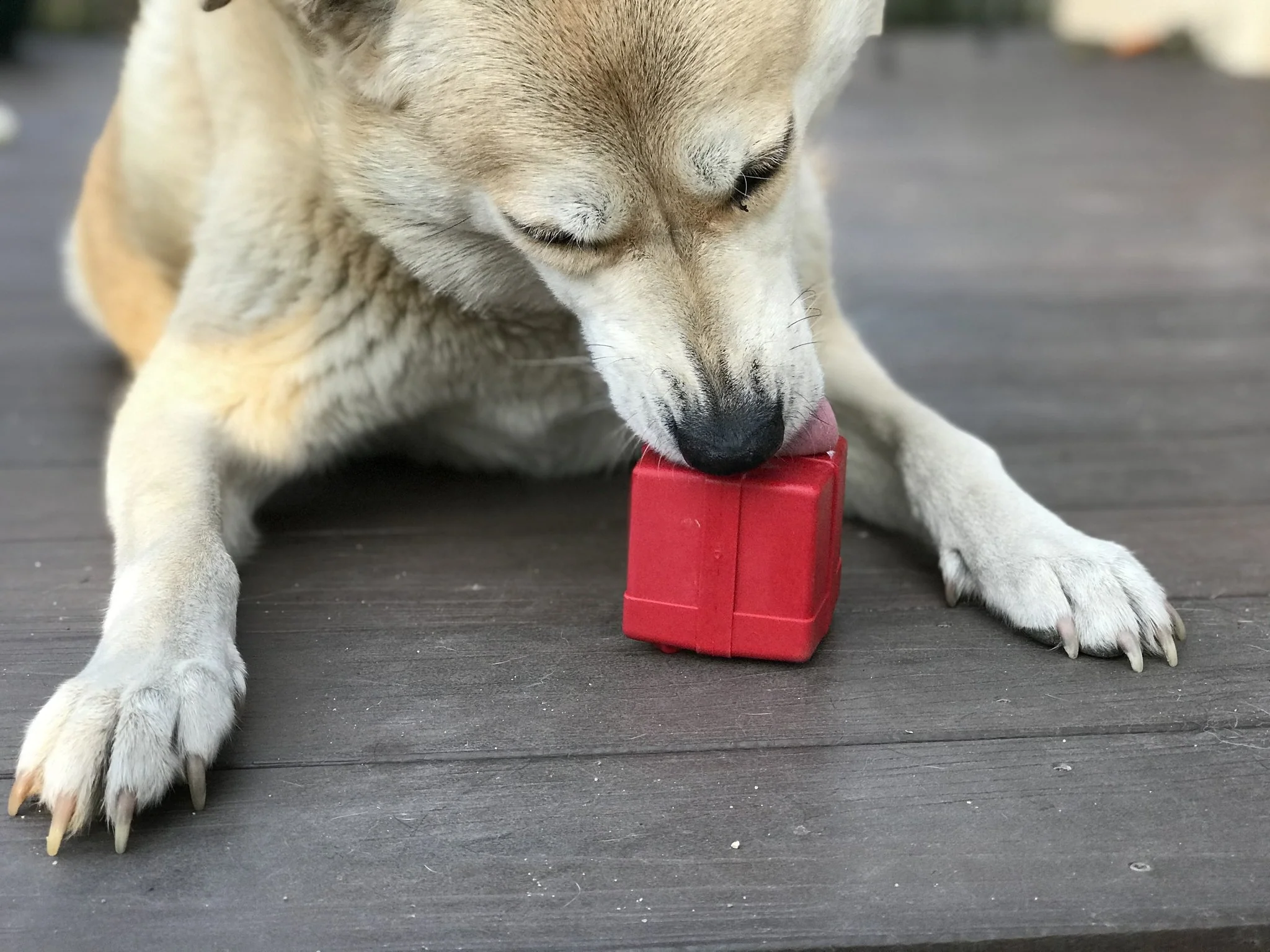 Durable Rubber Gift Box Chew Toy & Dog Treat Dispenser (Made in the USA) - Image 2