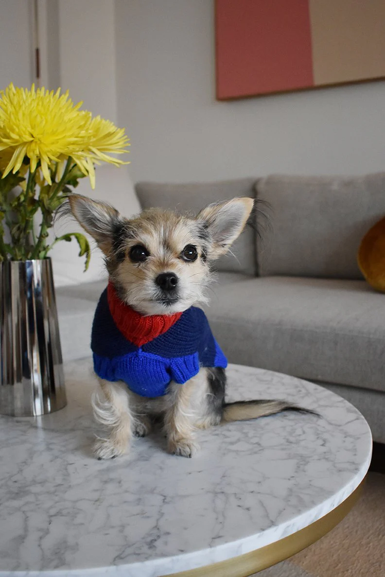 Peanut Butter Dog Sweater - Image 2