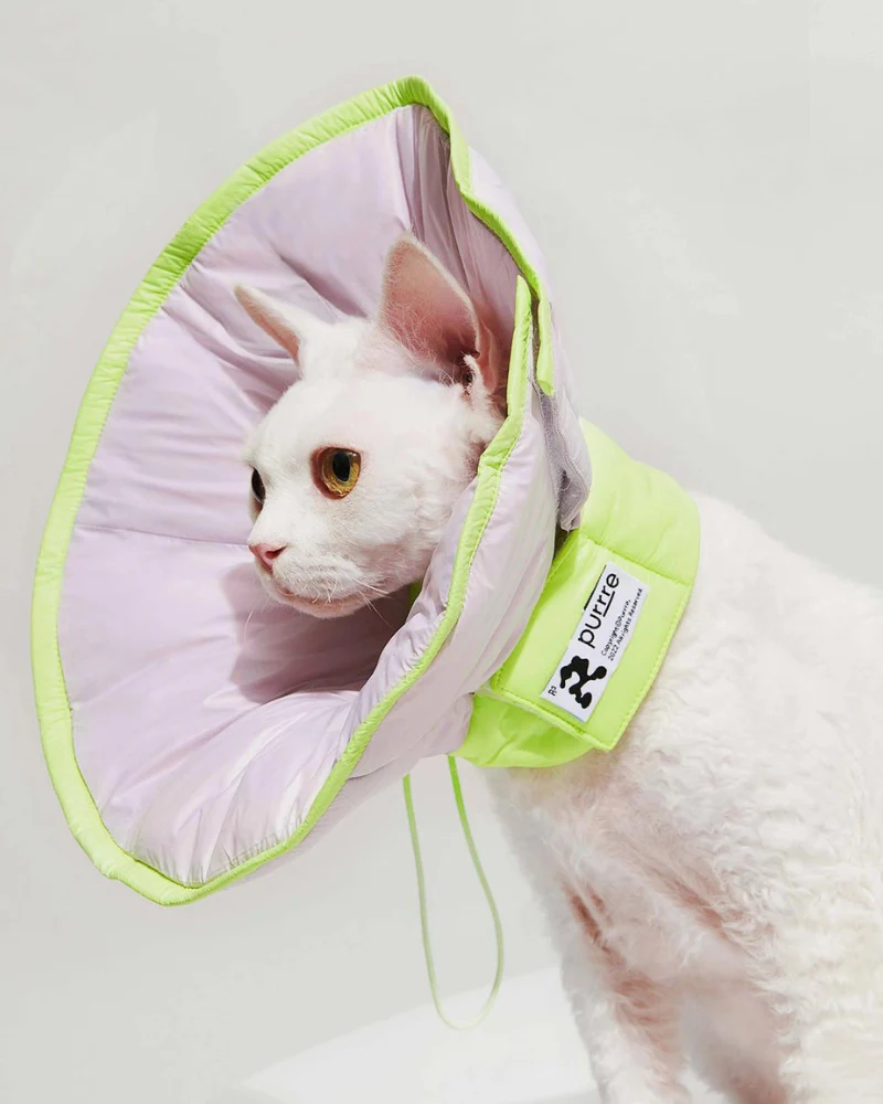 E-Collar in Violet - Image 2
