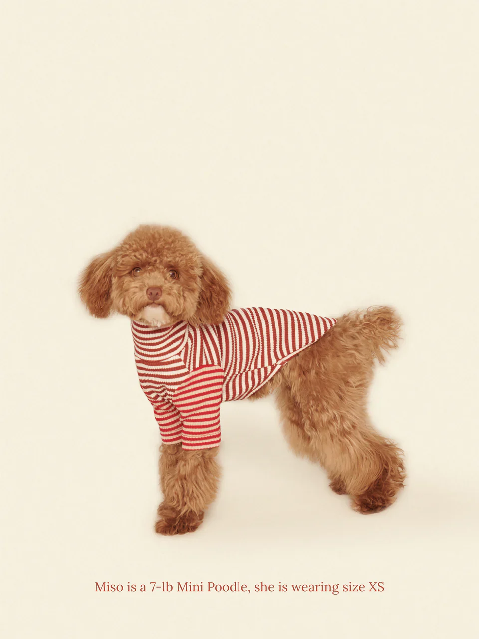 Earth and Fire Ribbed Dog Shirt - Image 2