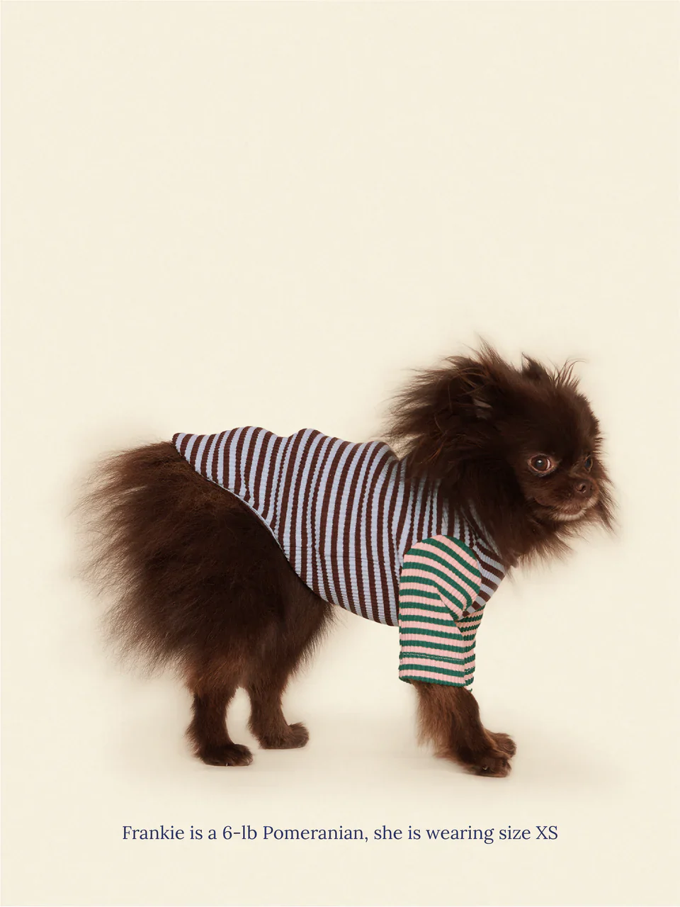 Earth and Sky Ribbed Dog Shirt - Image 5