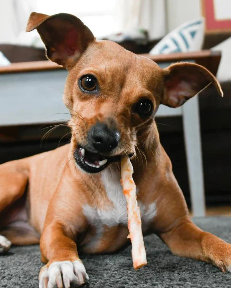 No-Hide Wholesome Dog Chew in Chicken - Image 13