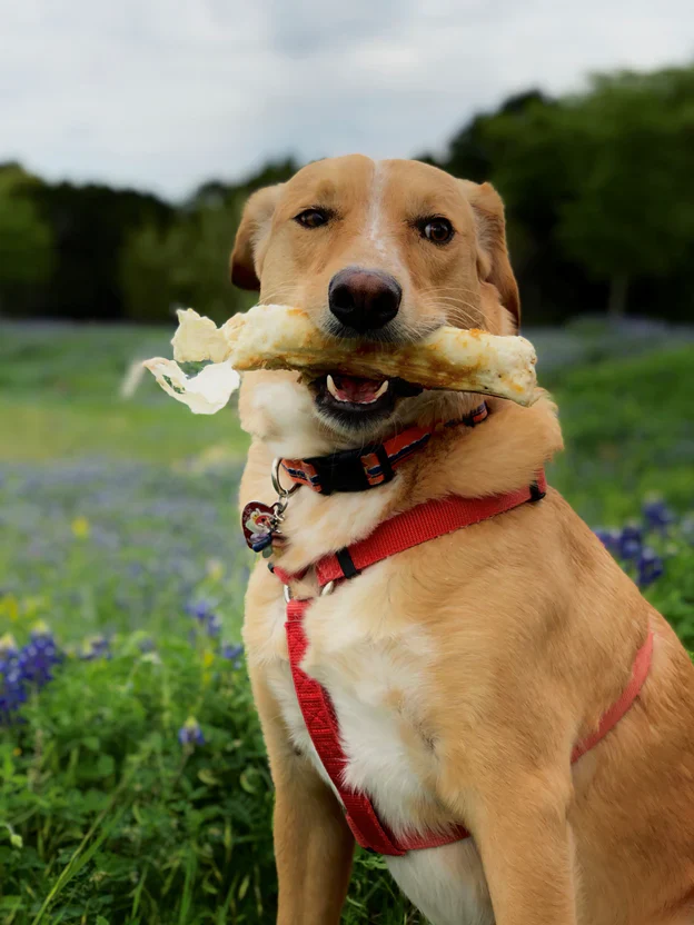 No-Hide Wholesome Dog Chew in Chicken - Image 14
