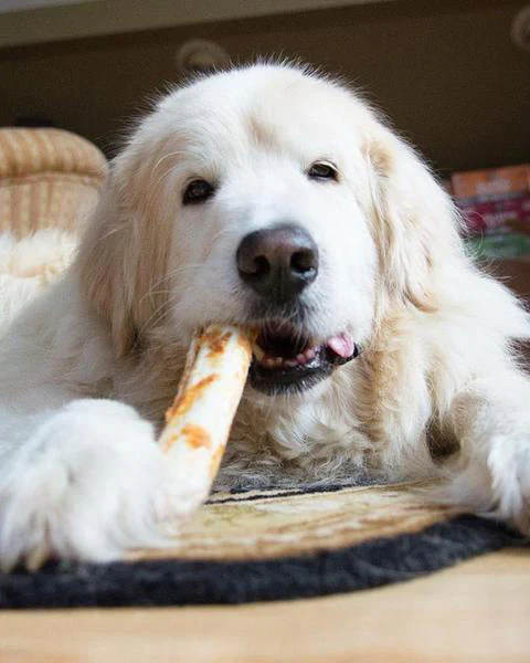 No-Hide Wholesome Dog Chew in Chicken - Image 6