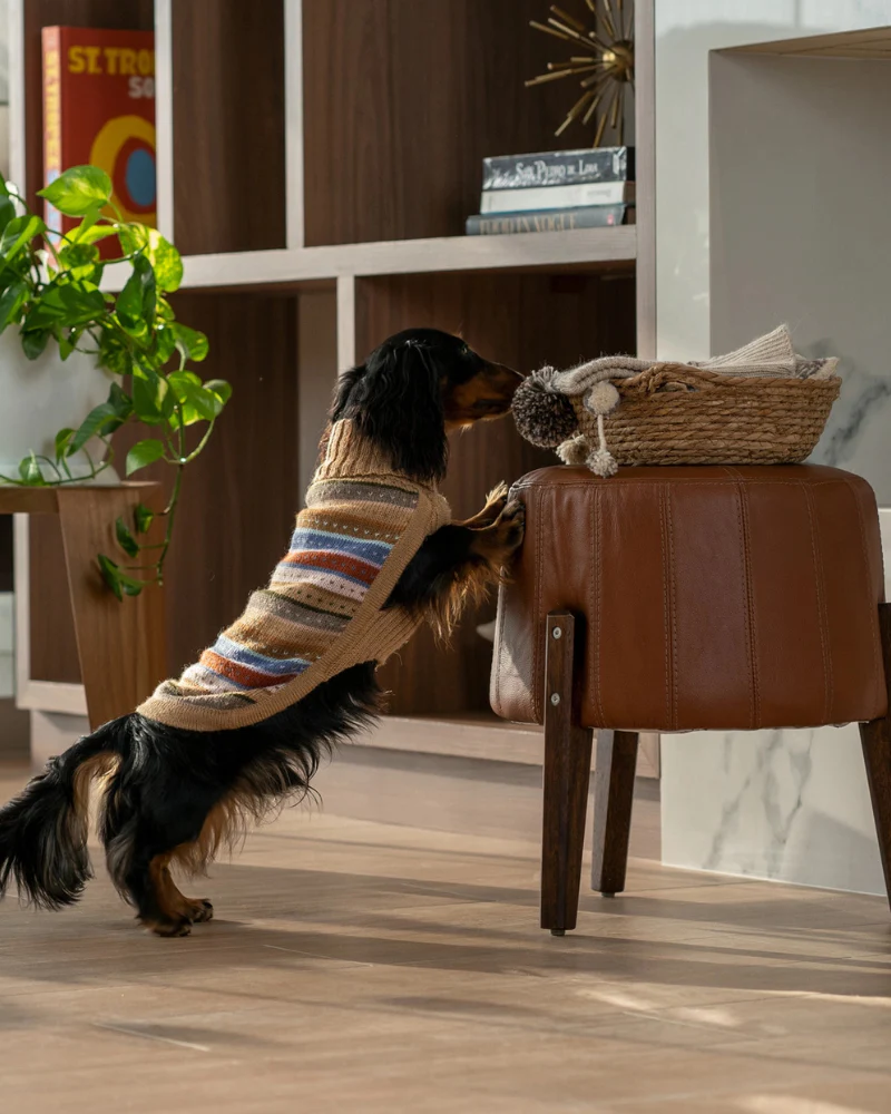 Earthy Stripes Alpaca Dog Sweater - Image 3