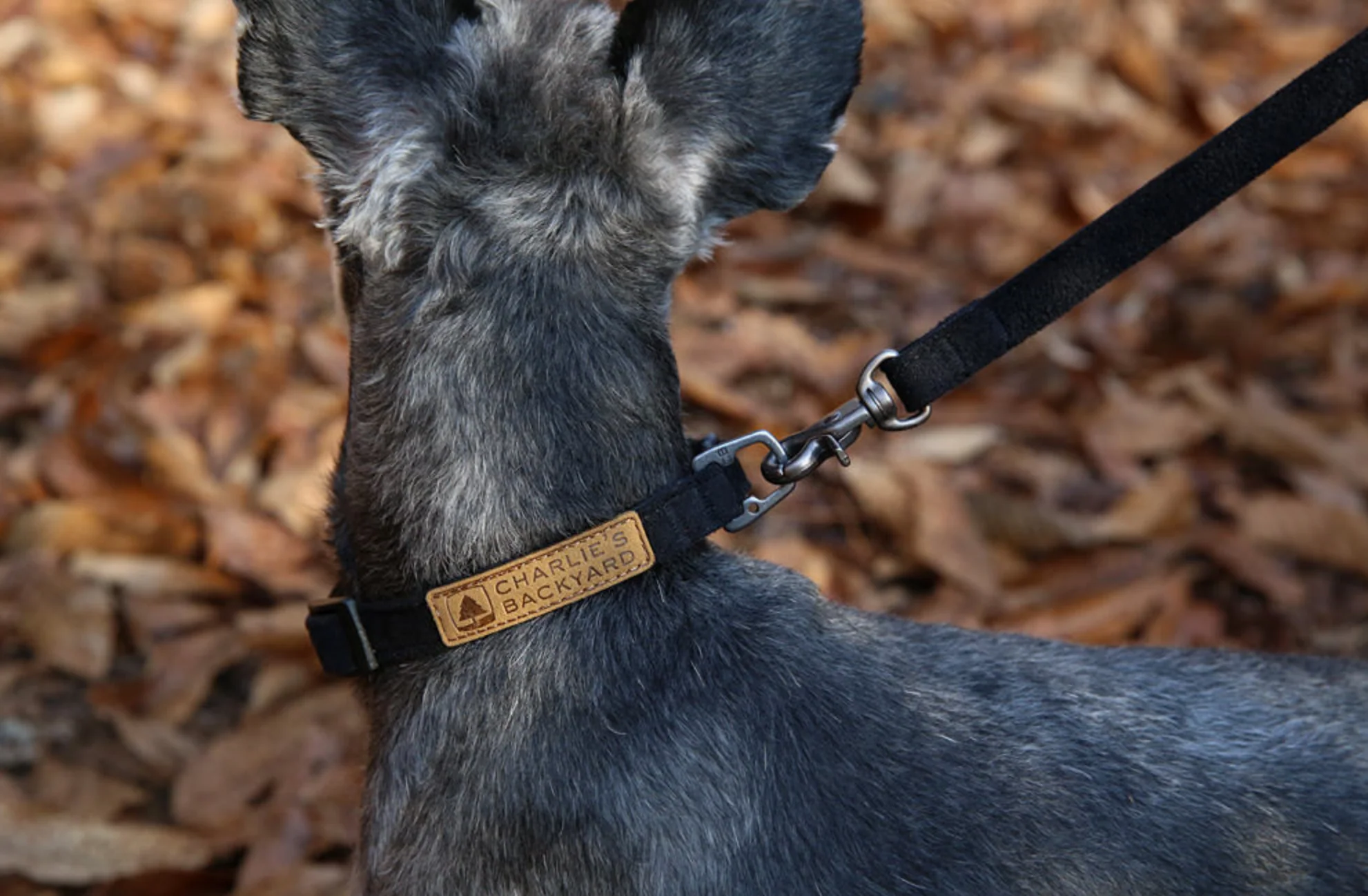 Easy Dog Collar in Black - Image 3