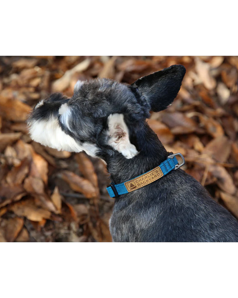 Easy Dog Collar in Teal (FINAL SALE)