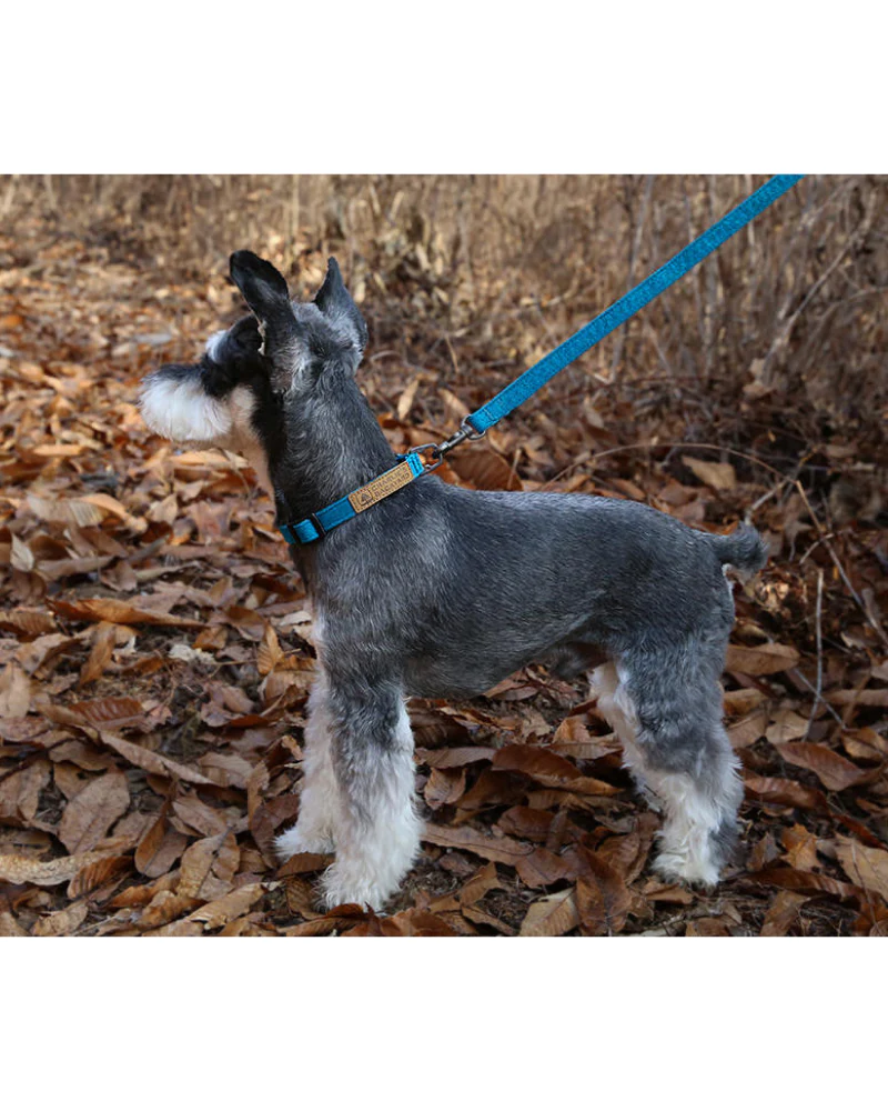 Easy Dog Collar in Teal (FINAL SALE) - Image 3