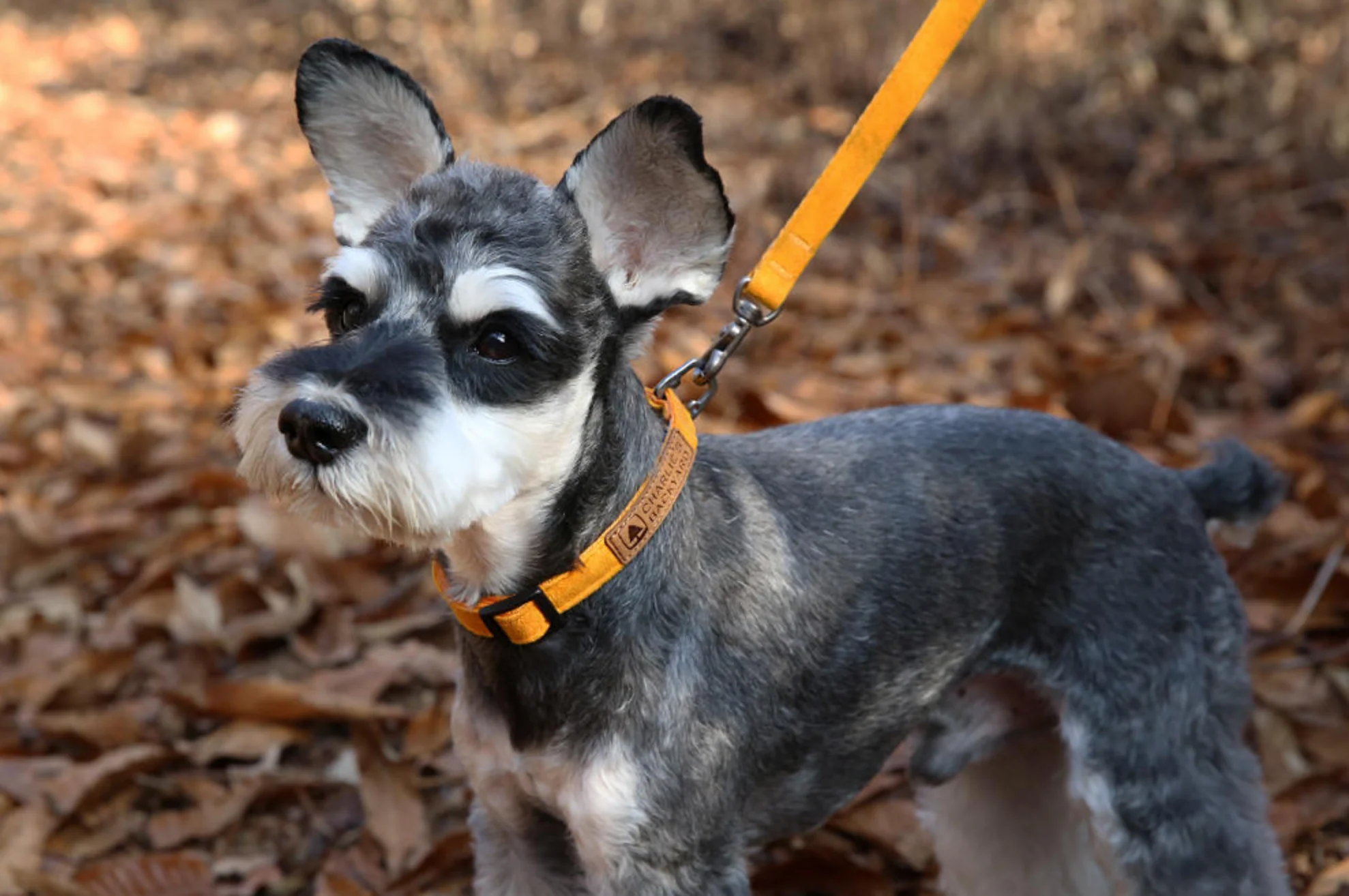 Easy Dog Collar in Yellow - Image 3