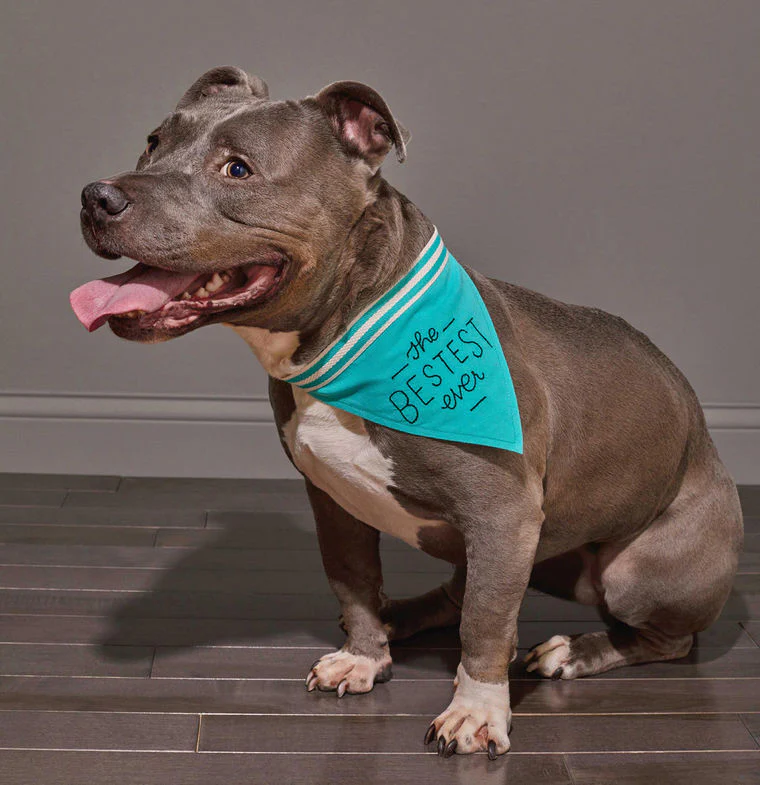 EASY TIGER | Bestest Bandana - Image 2
