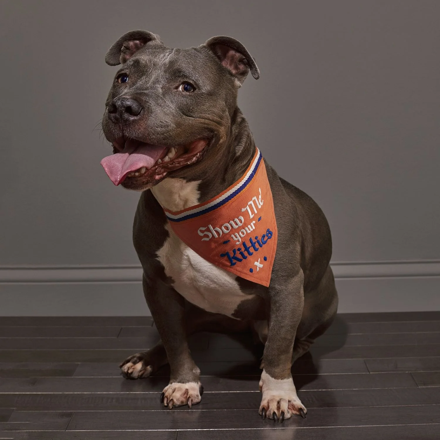 EASY TIGER | Kitties Dog Bandana - Image 2