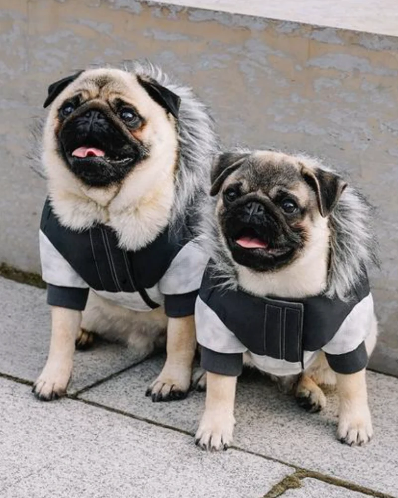 Eco True North Dog Parka in Marble << FINAL SALE >> - Image 6