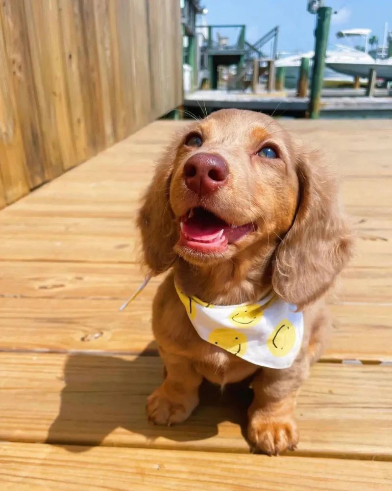 Elsie Dog Bandana (FINAL SALE) - Image 3