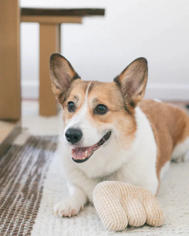 Em Plush Squeaky Dog Toy - Image 5