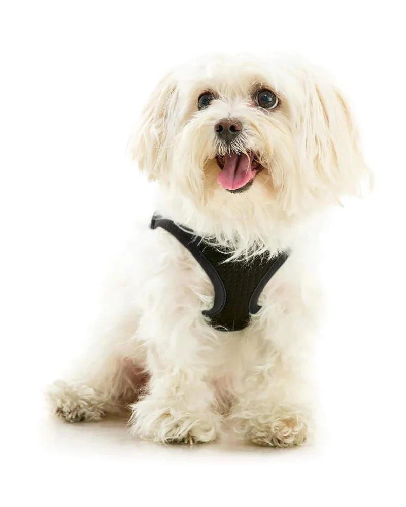 Escape-Free Easy Fit Plus Dog Harness (FINAL SALE) - Image 4