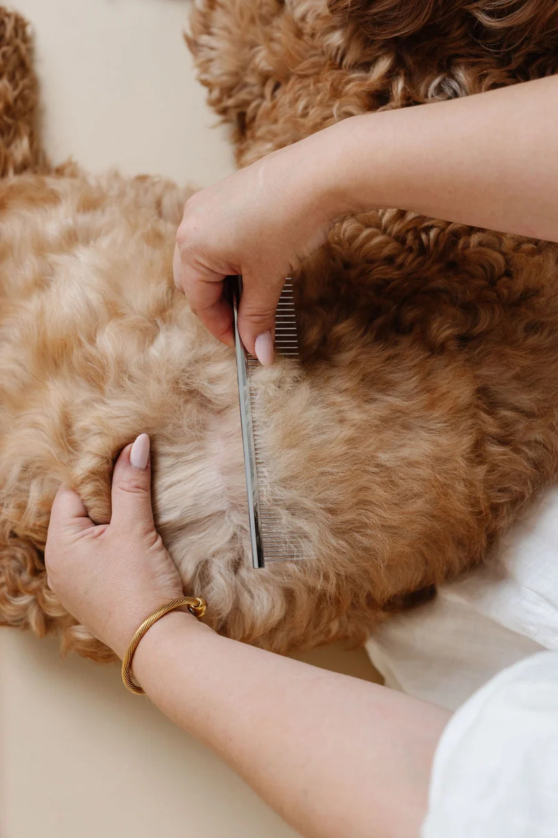 Everyday Comb for Dogs - Image 10
