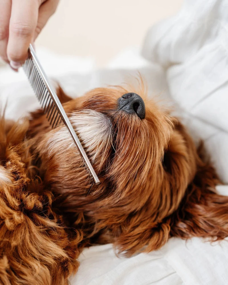 Everyday Comb for Dogs - Image 2