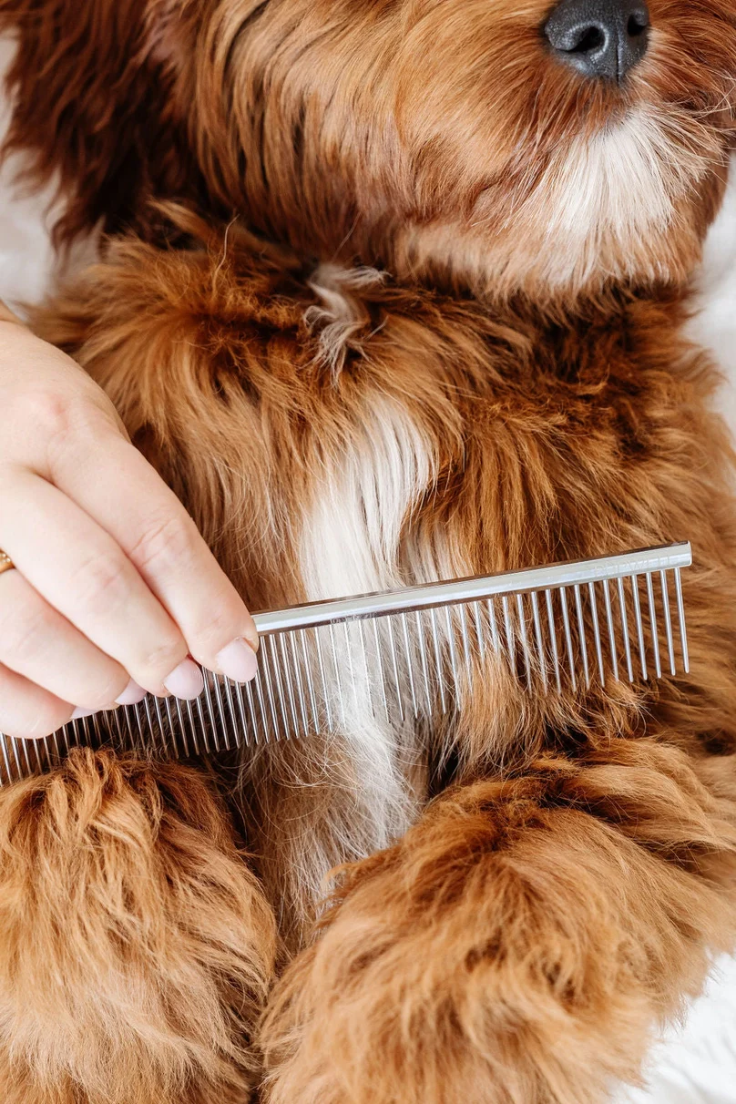 Everyday Comb for Dogs - Image 3