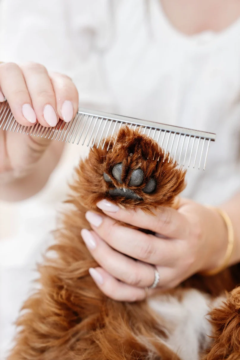 Everyday Comb for Dogs - Image 4