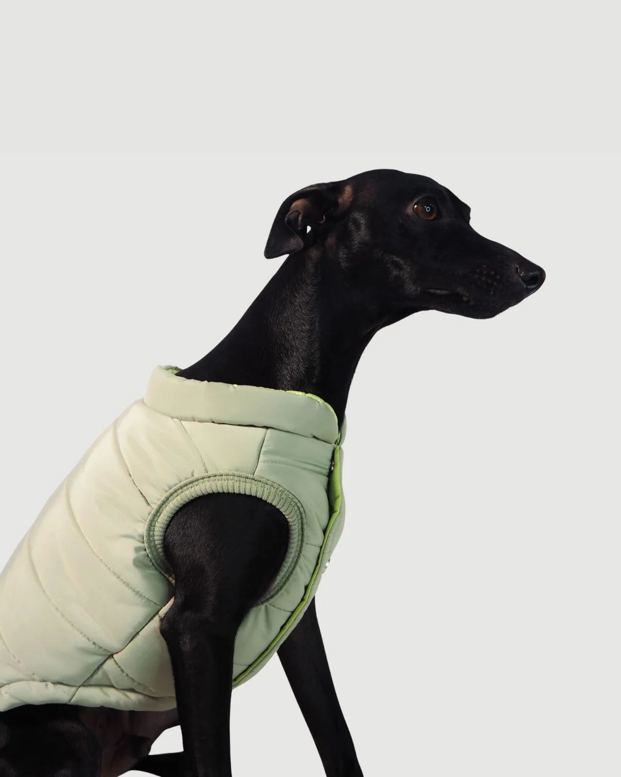 Explorer Dog Puffer Vest (FINAL SALE) - Image 3