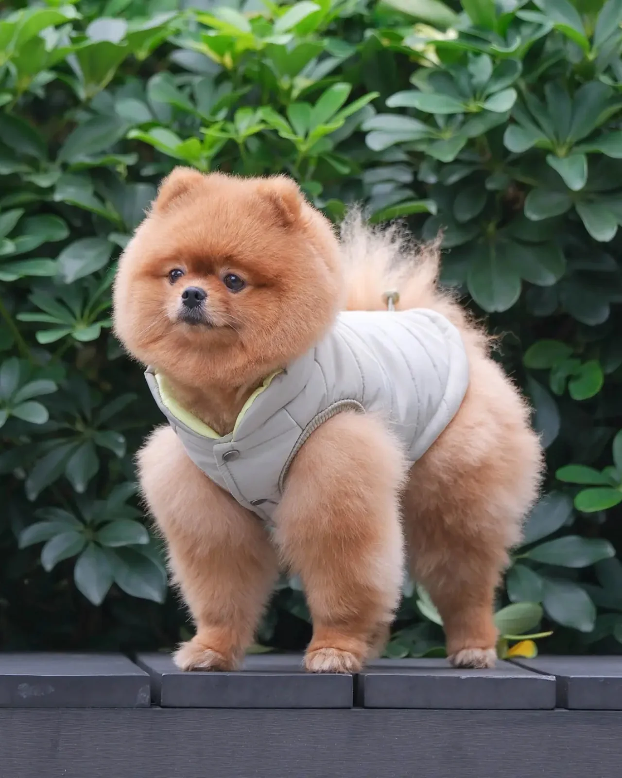 Explorer Dog Puffer Vest (FINAL SALE) - Image 4
